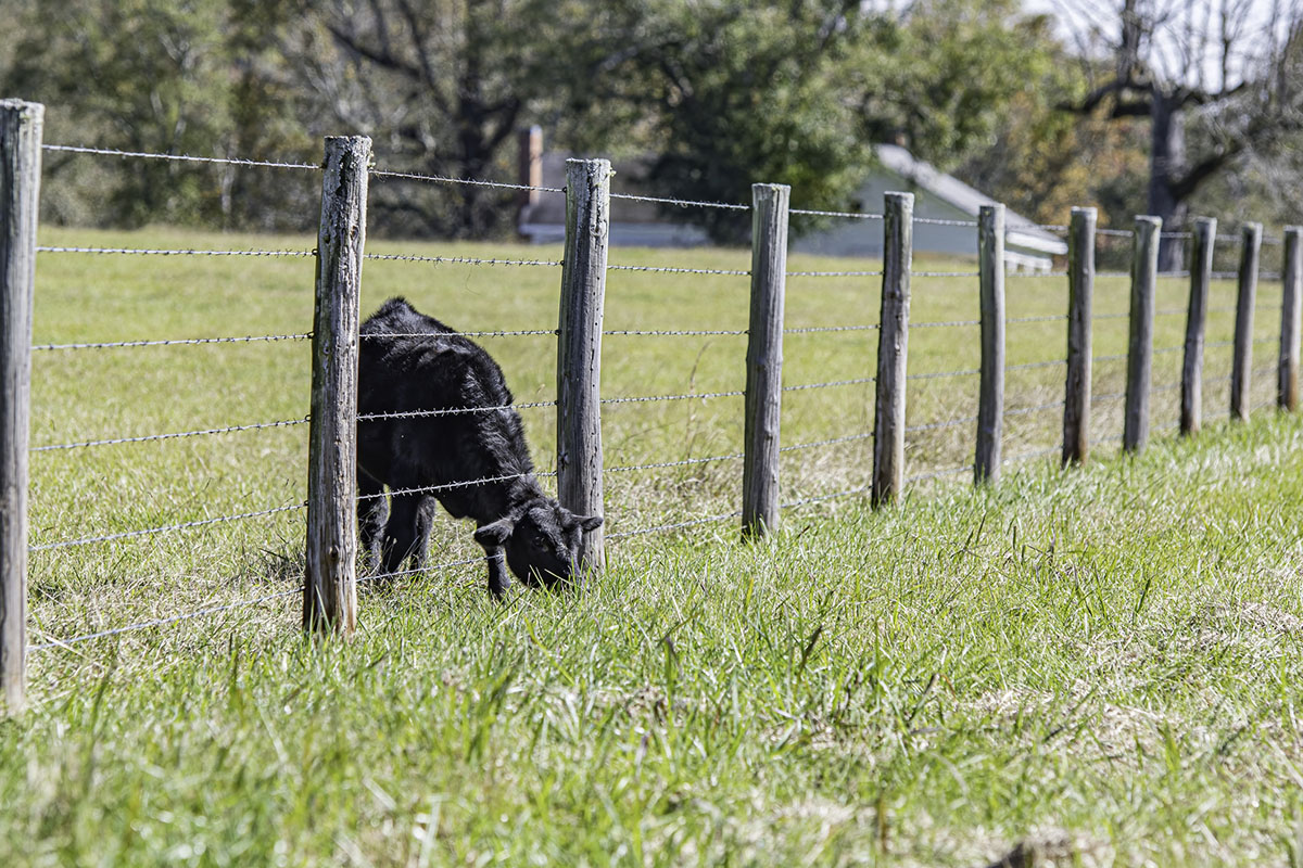 The grass is always greener on the other side