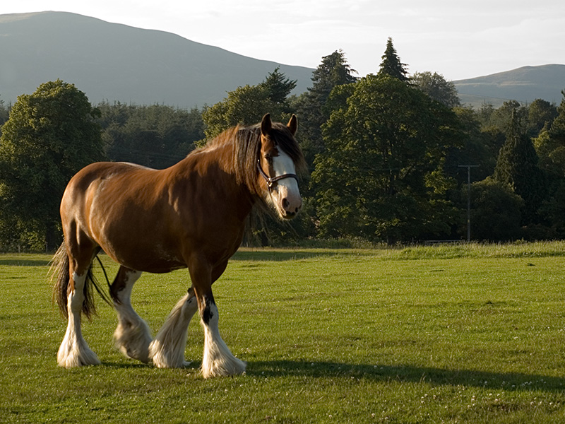 The Show Horse vs Plough Horse: Level-5 Leaders